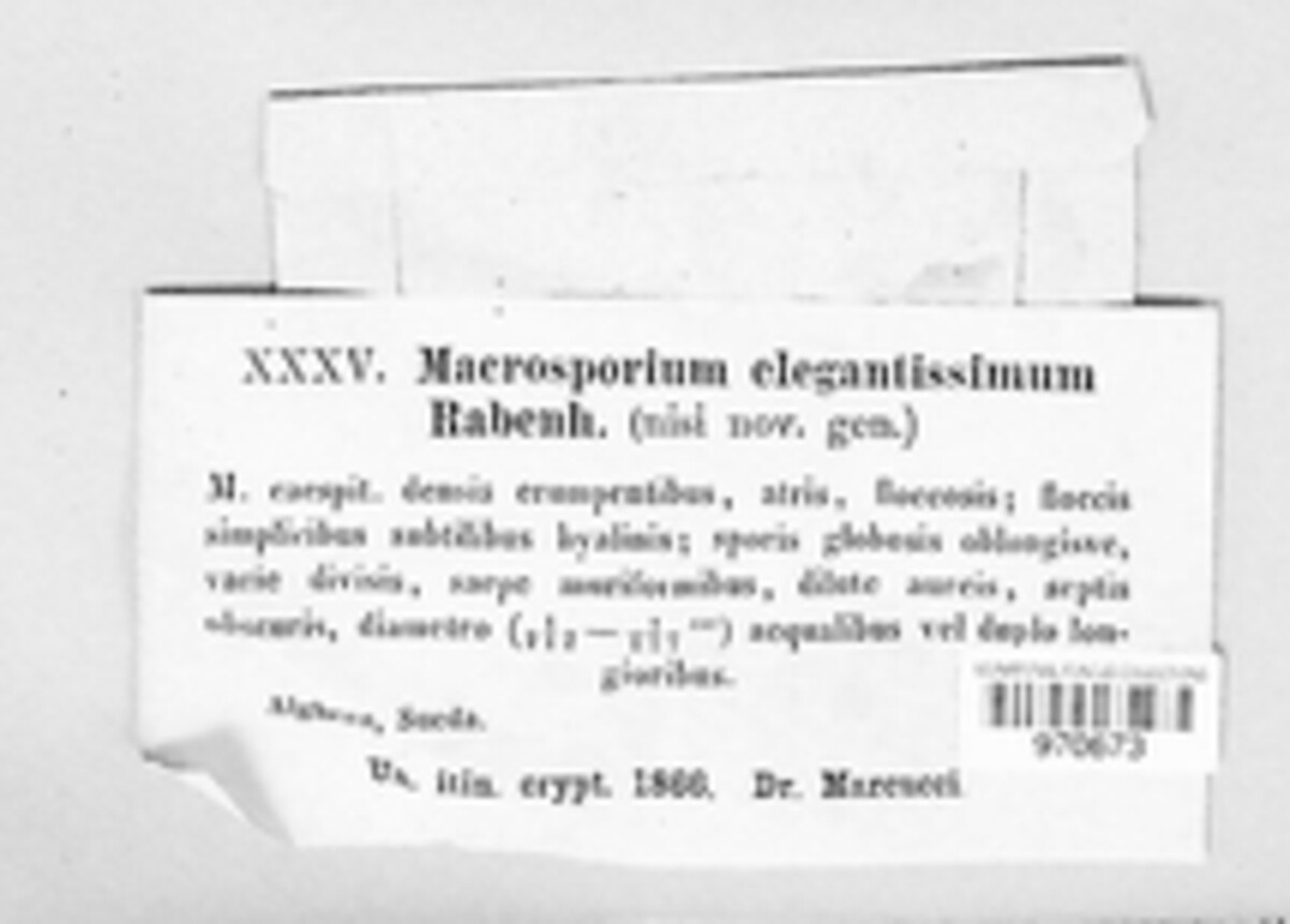 Macrosporium elegantissimum image